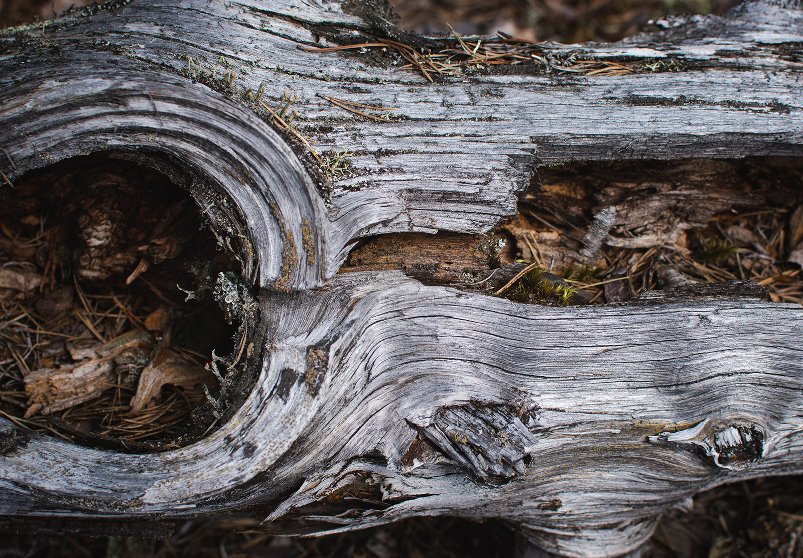 Bleached tree bark