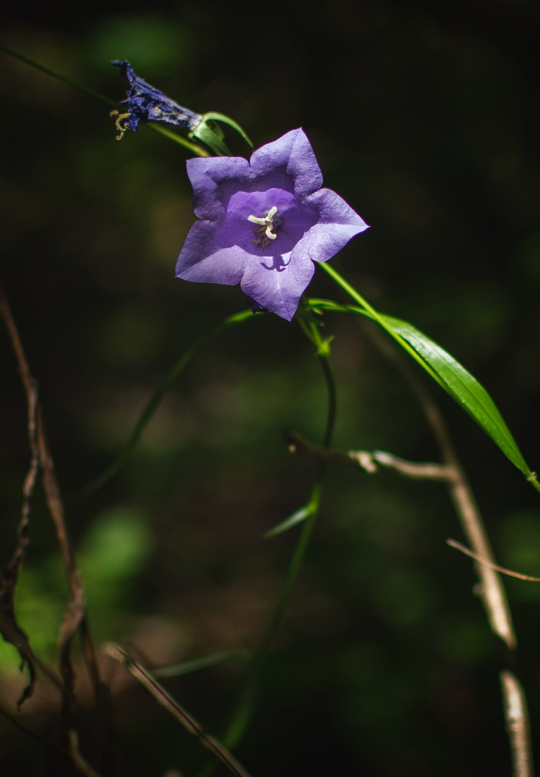 Purple flower in sun