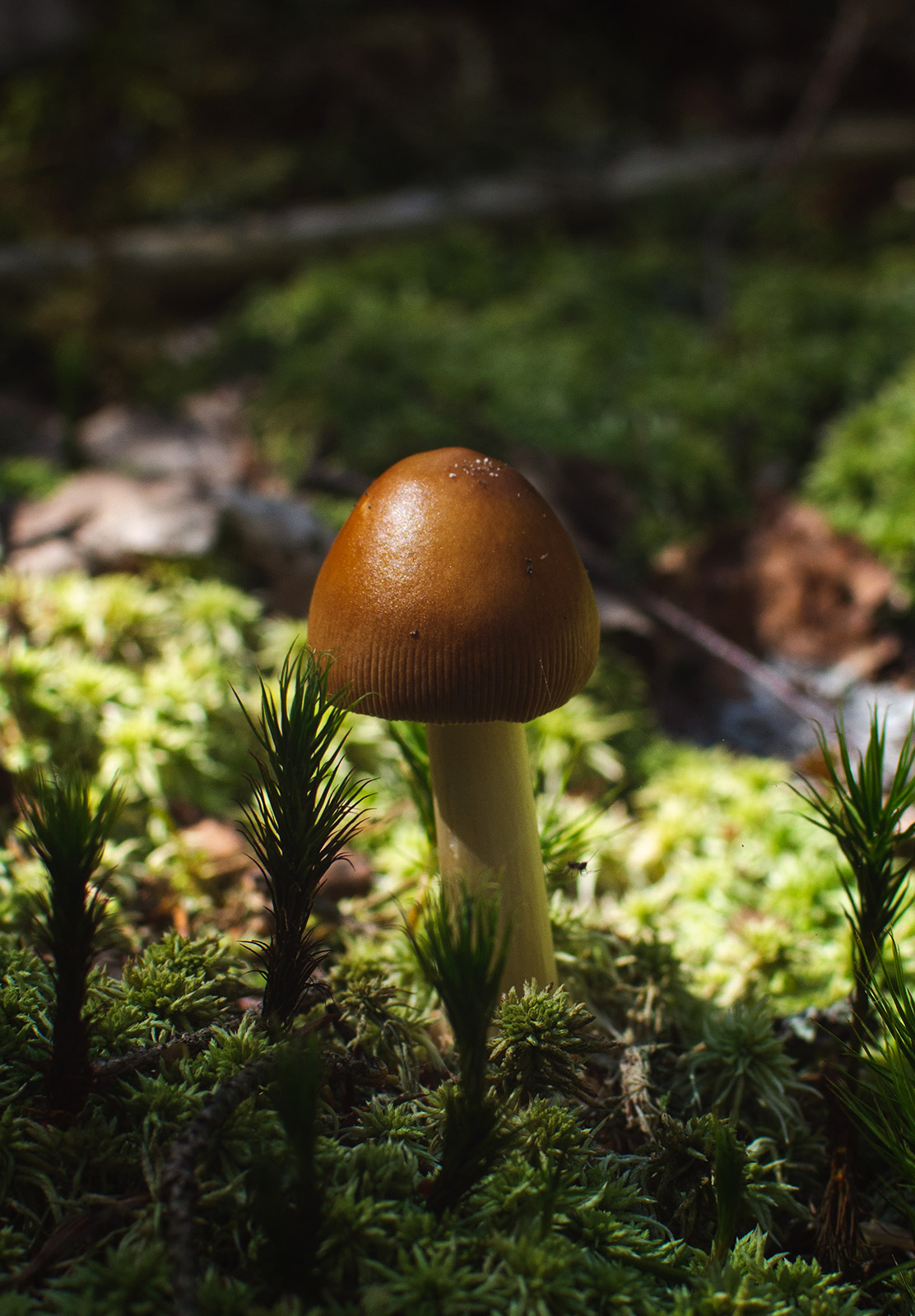 Mushroom in the sun