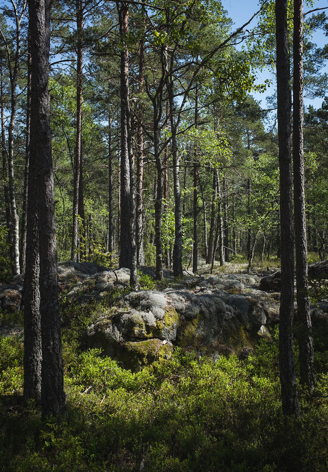 Green forest floor