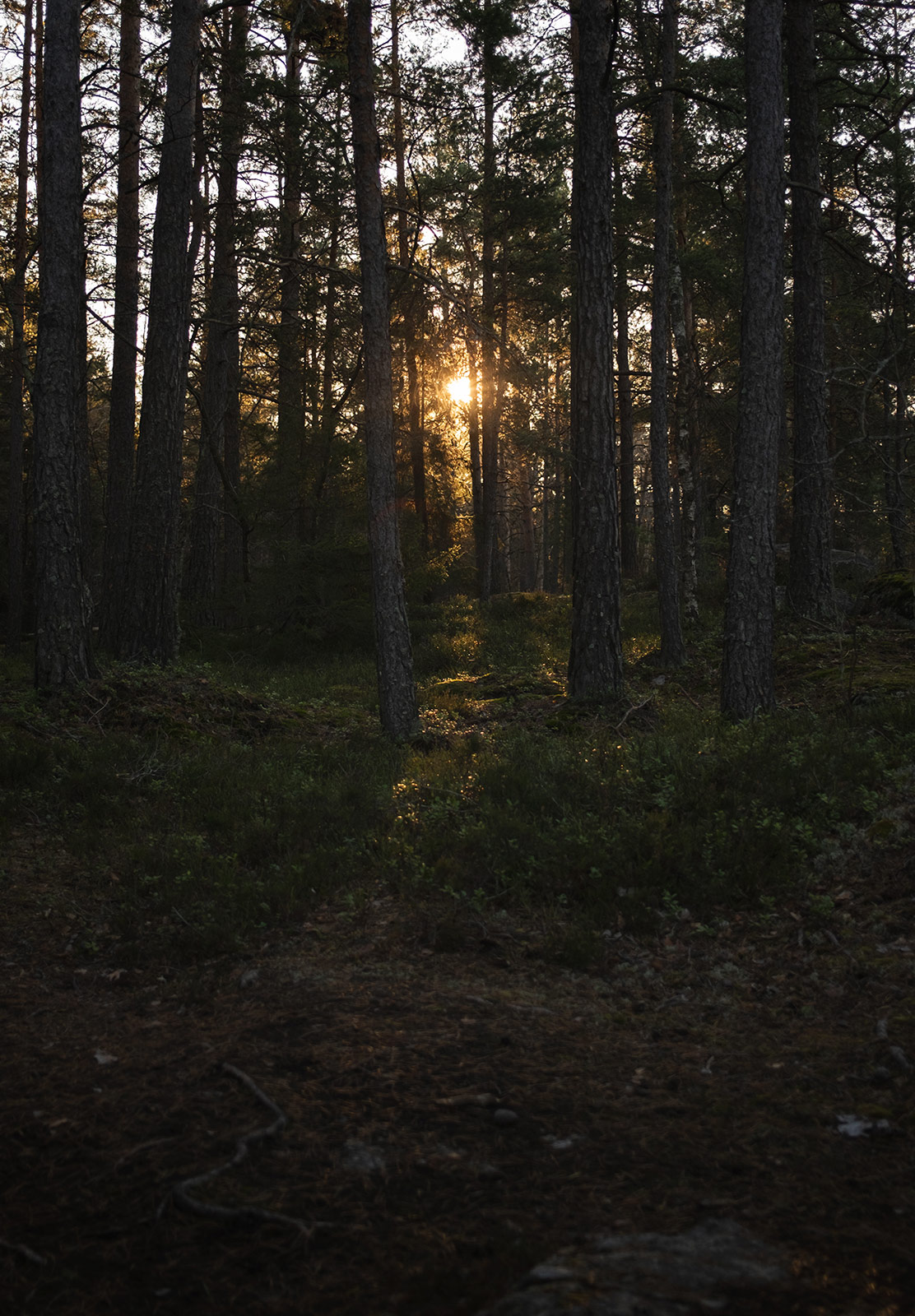 Sun shining through trees