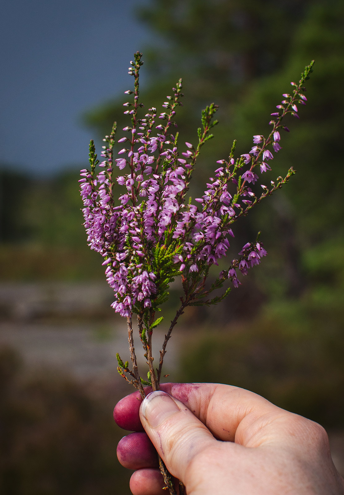 Pink heather