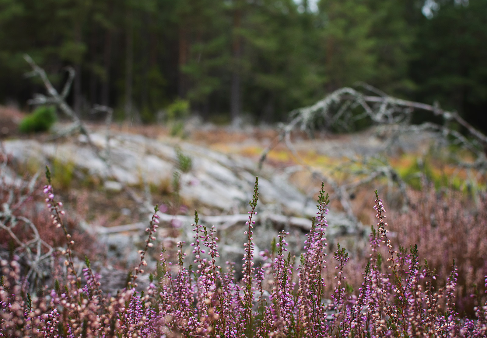 Pink heather tips