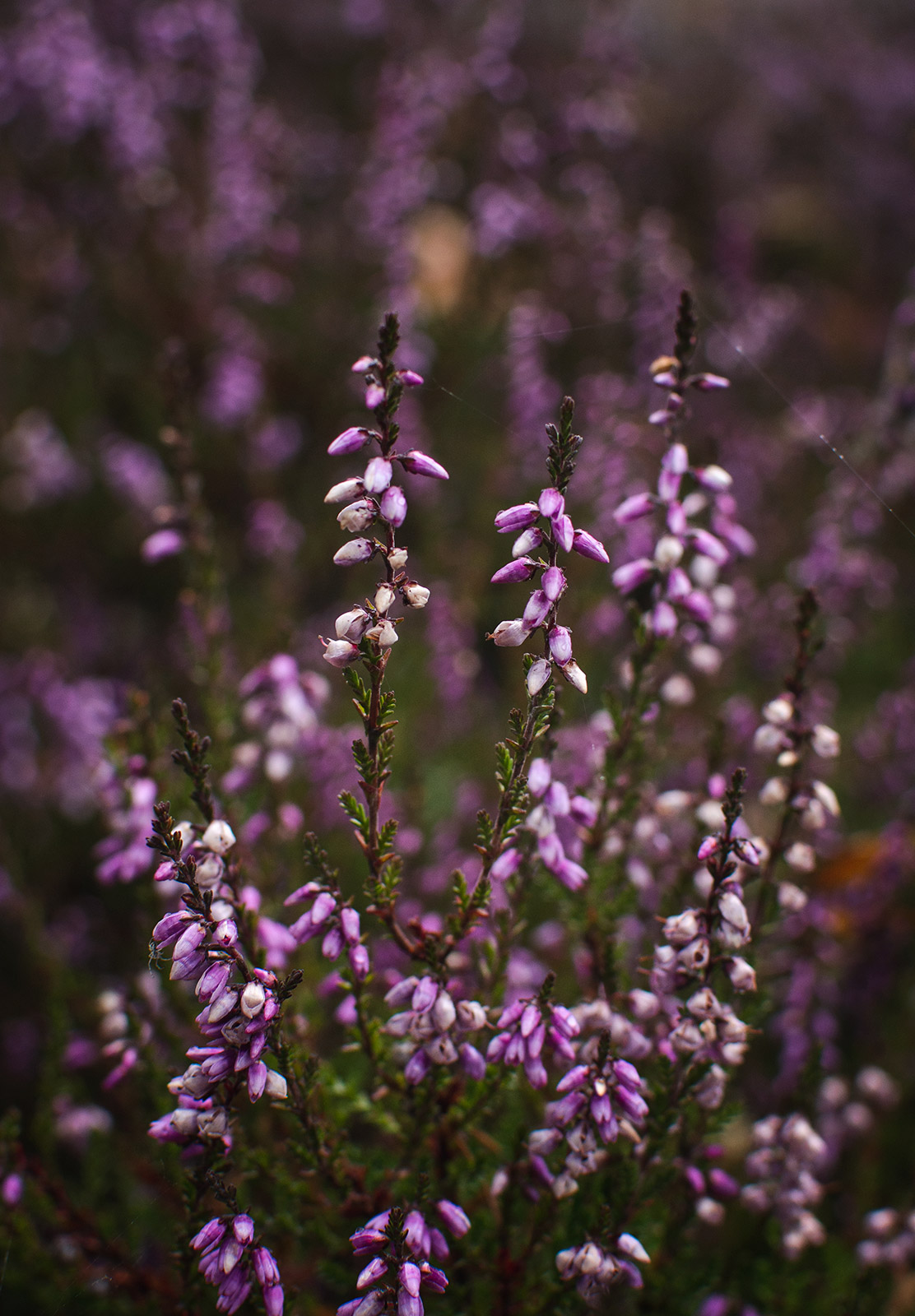 Pink heather