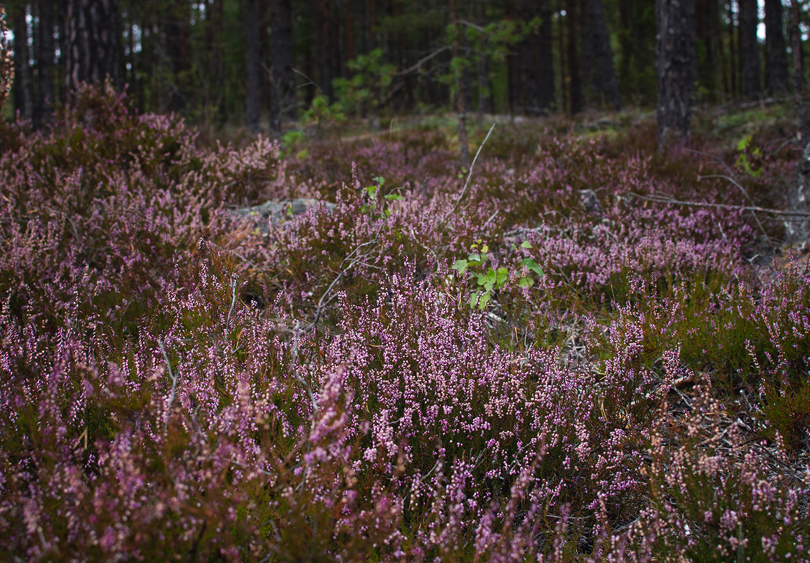 Swathes of pink heather