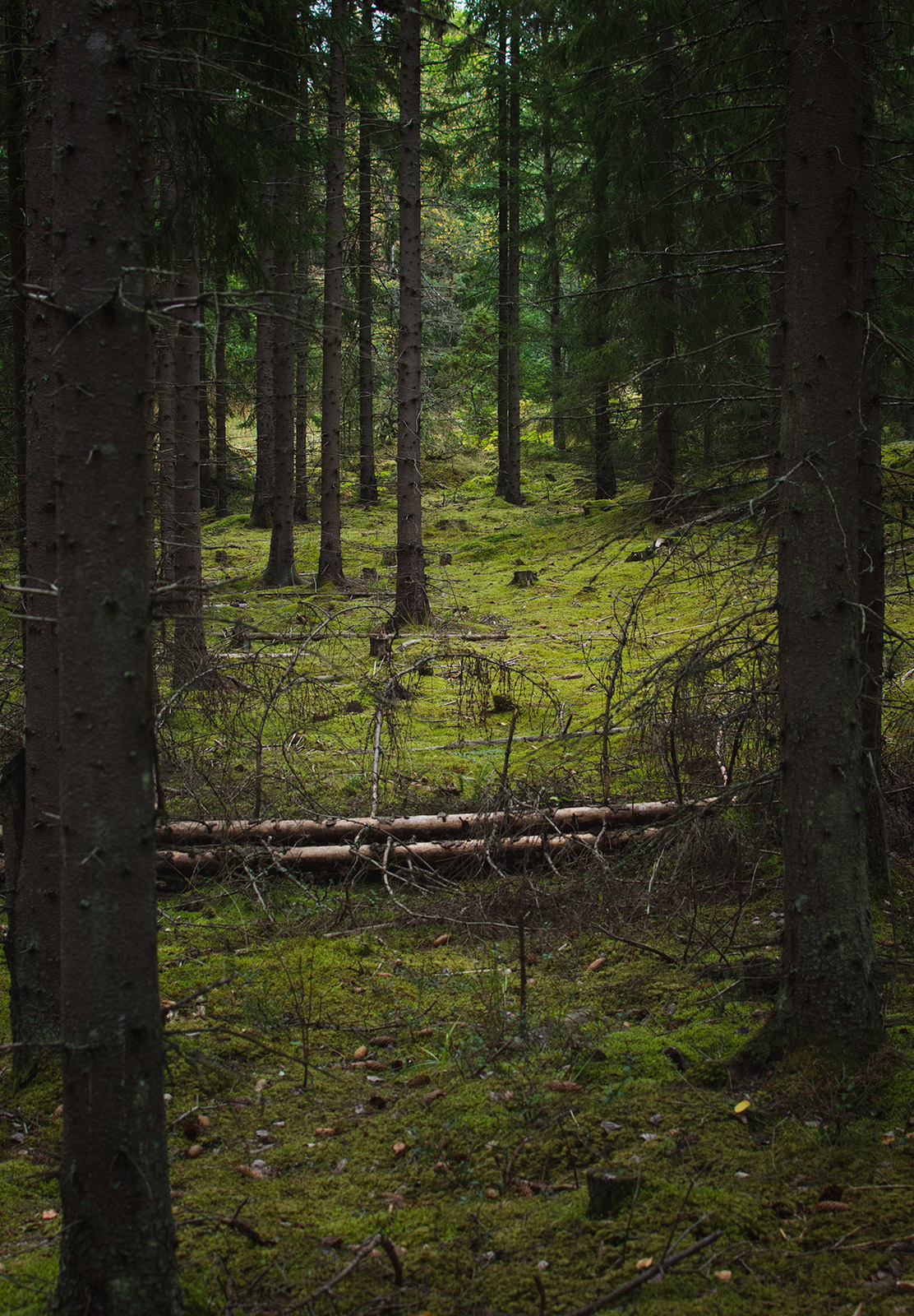 Moss in forest
