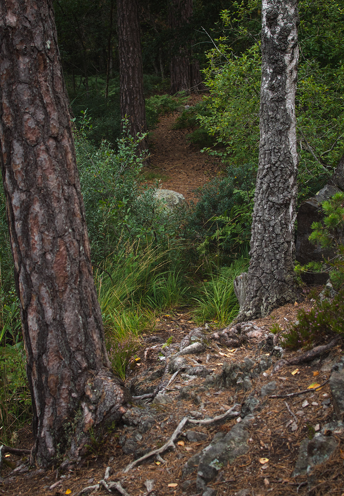 Trail with tree roots