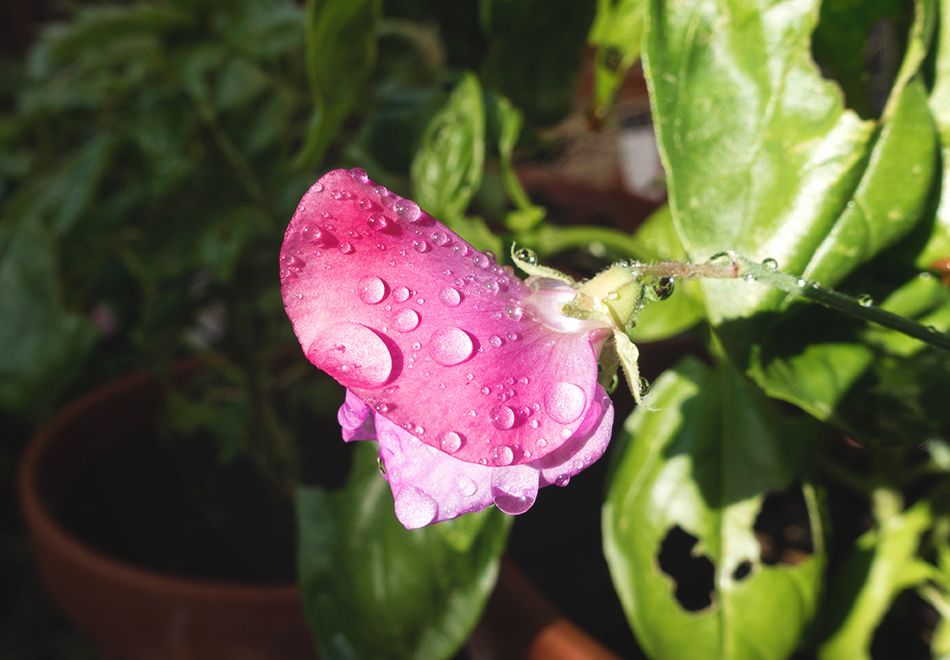 Raindrops on sweet pea flower