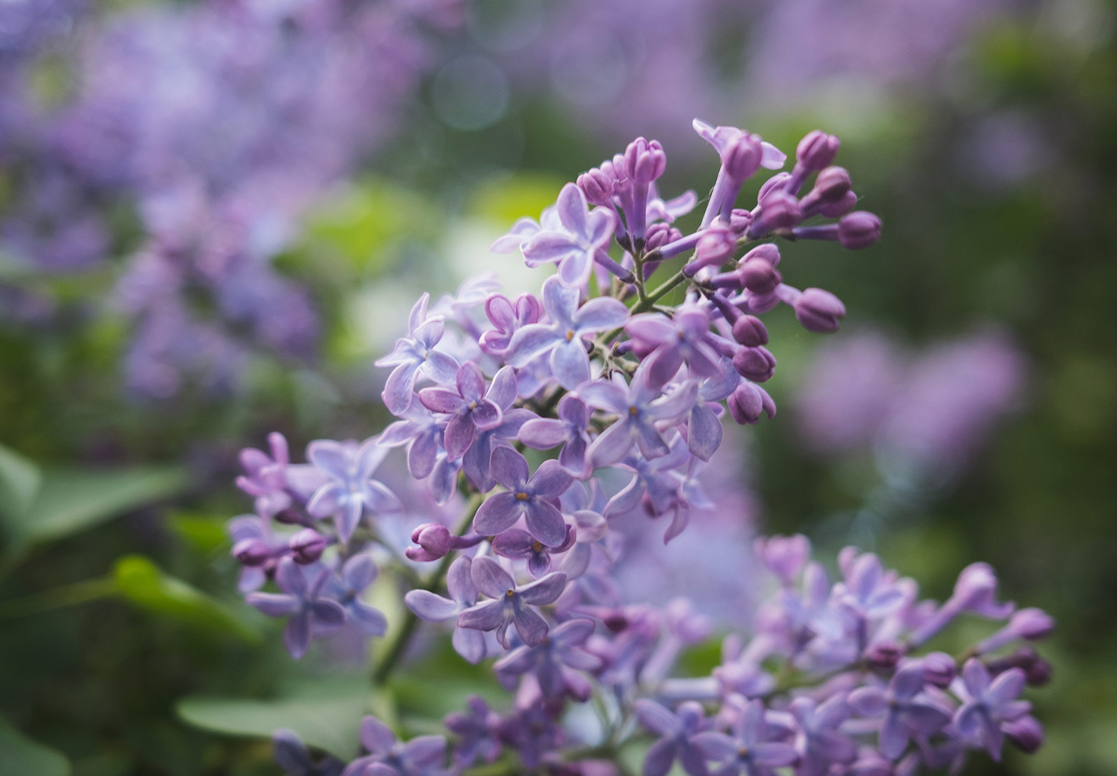 Closeup of lilac flowers