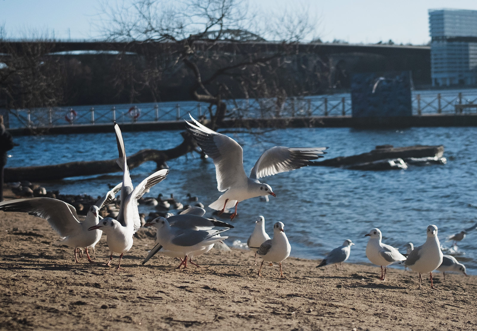 Low flying seagull
