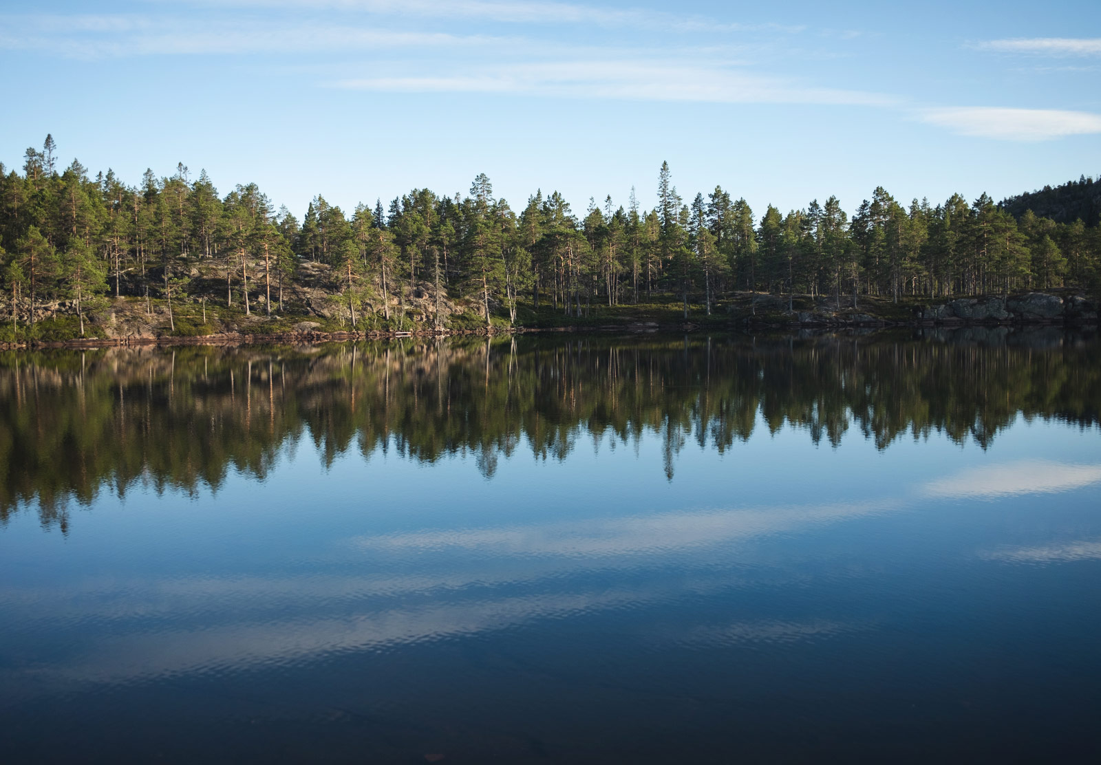 Tree reflections in water