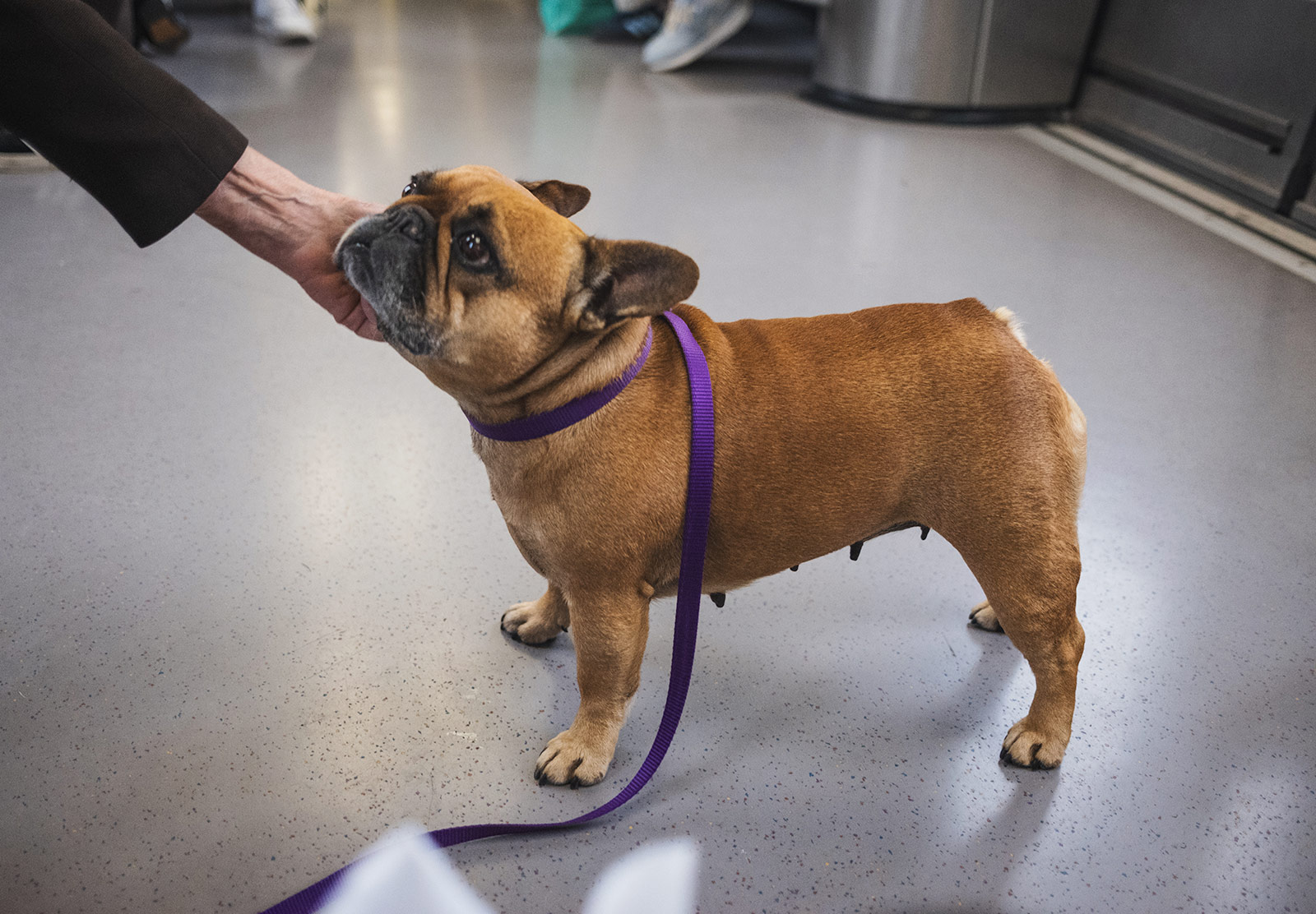 Dog being stroked