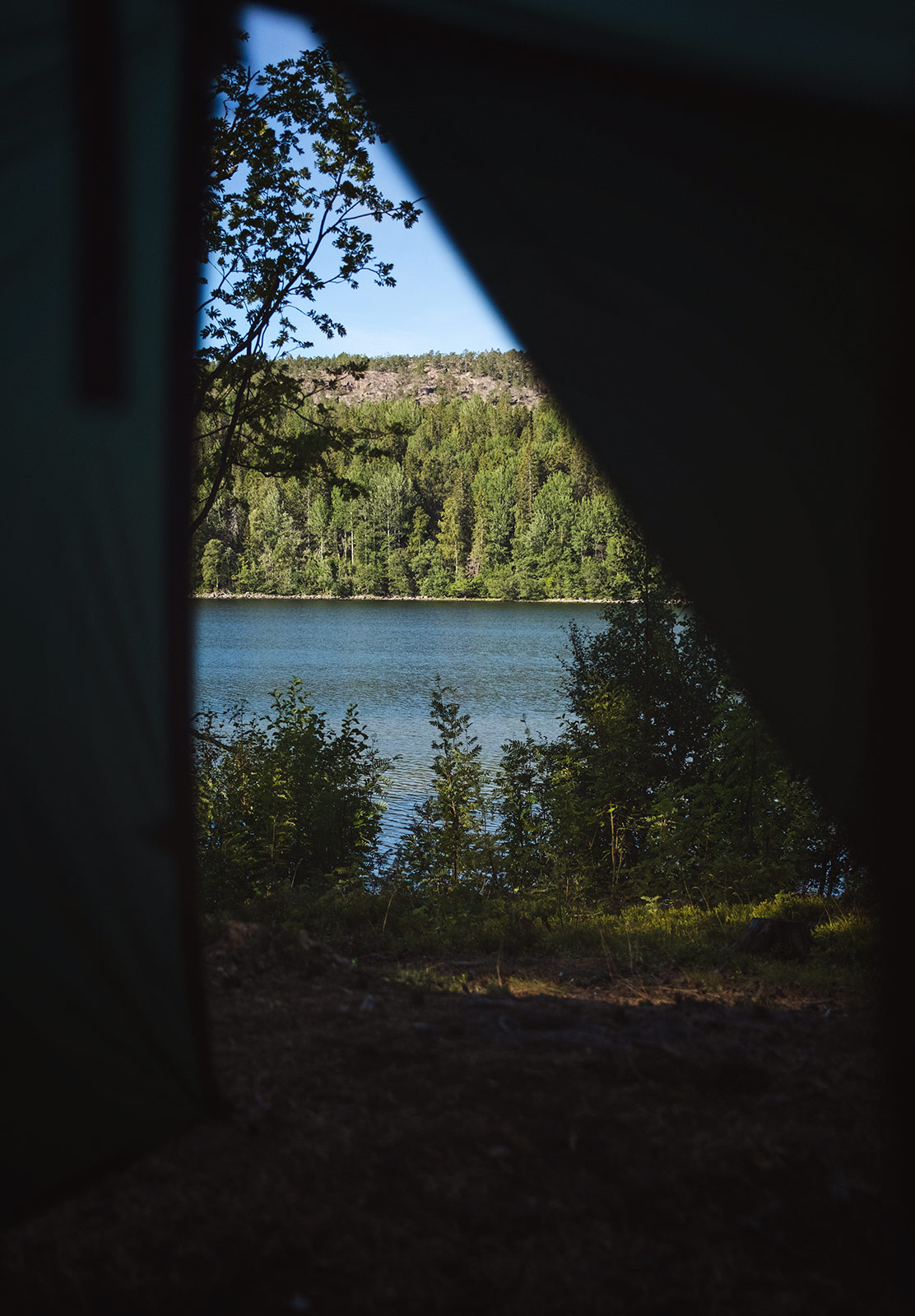 Tree view from open tent
