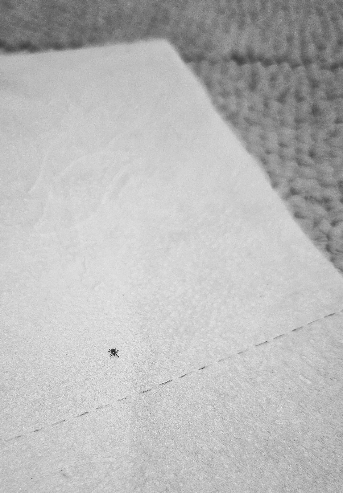 Tick on tissue