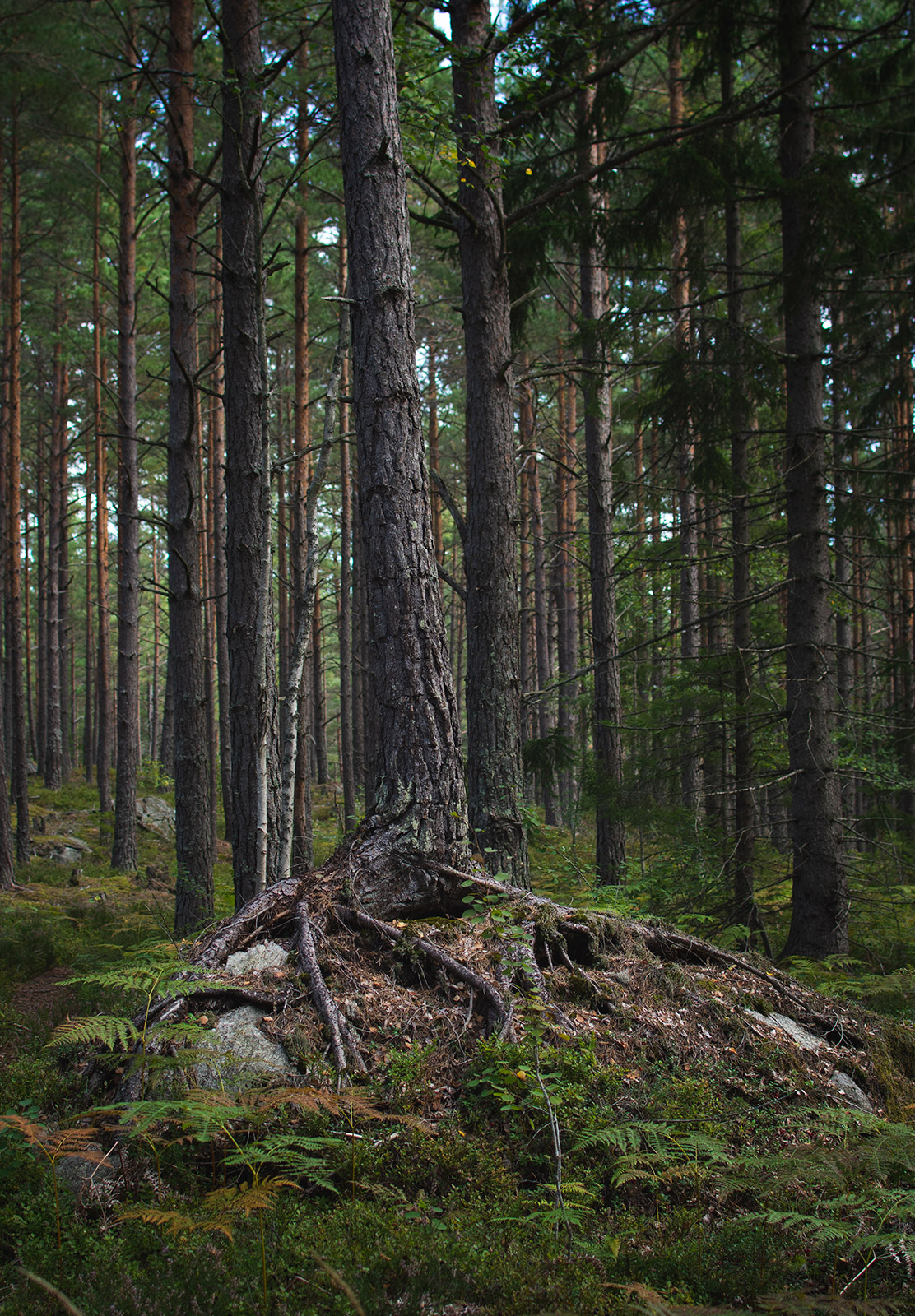 Tree roots growing on rock