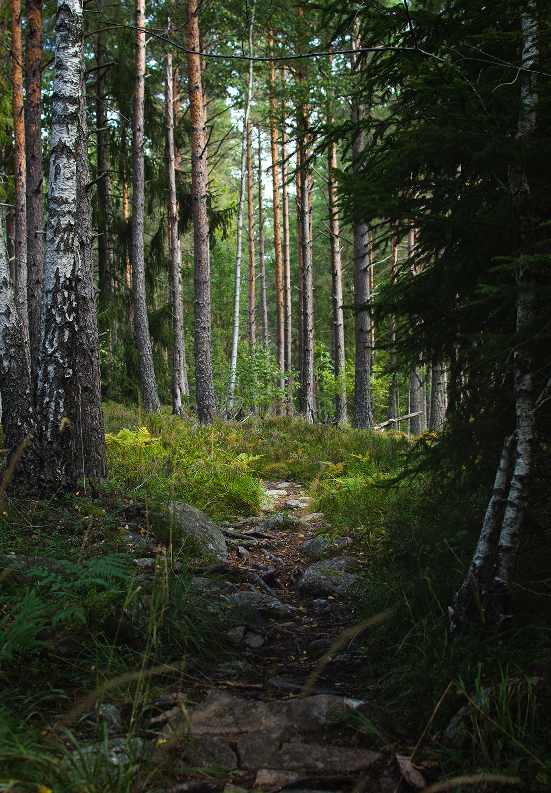Dirt trail in forest
