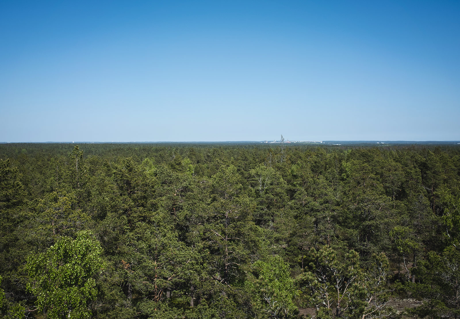 View over green trees