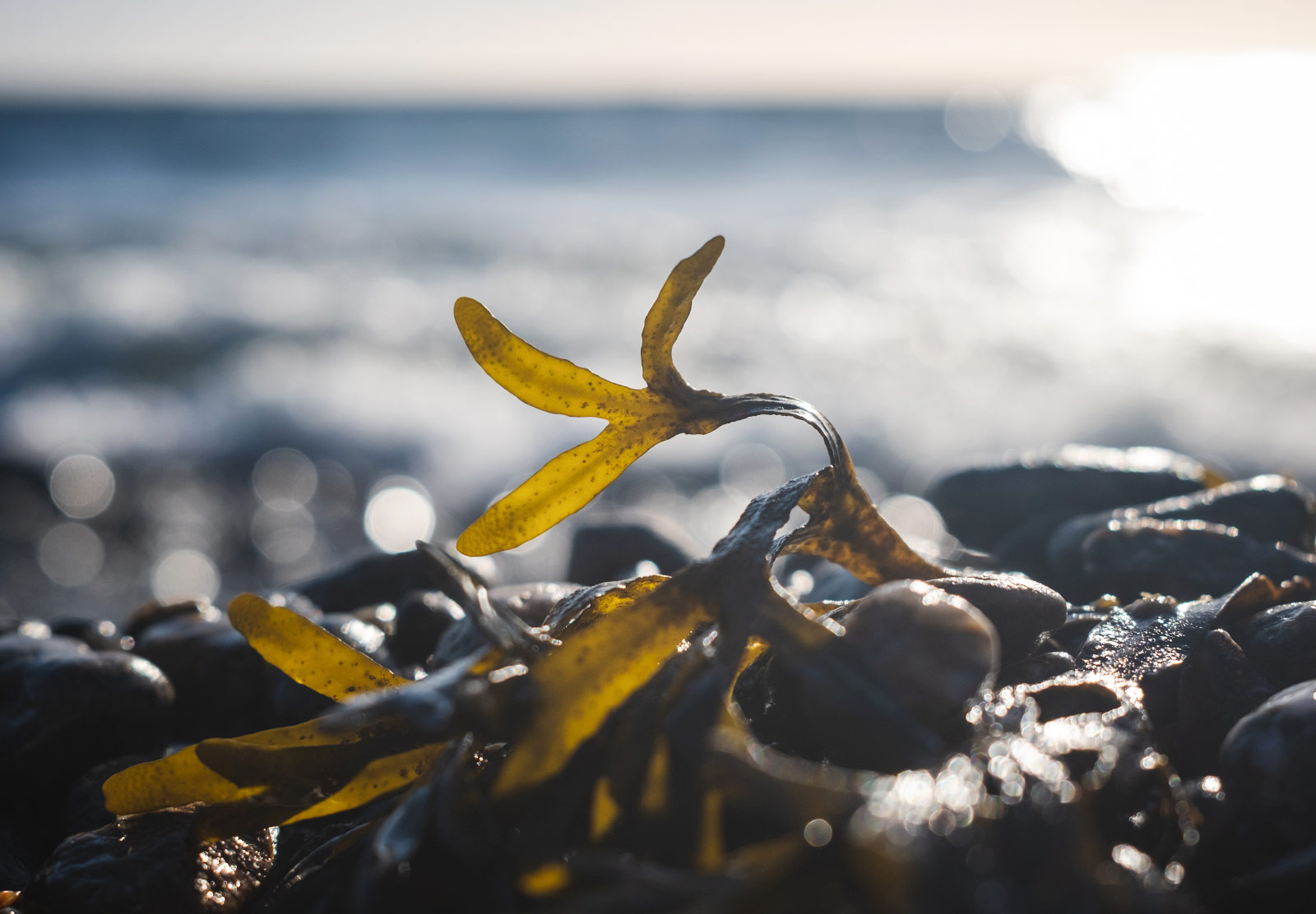 Sun shining on seaweed