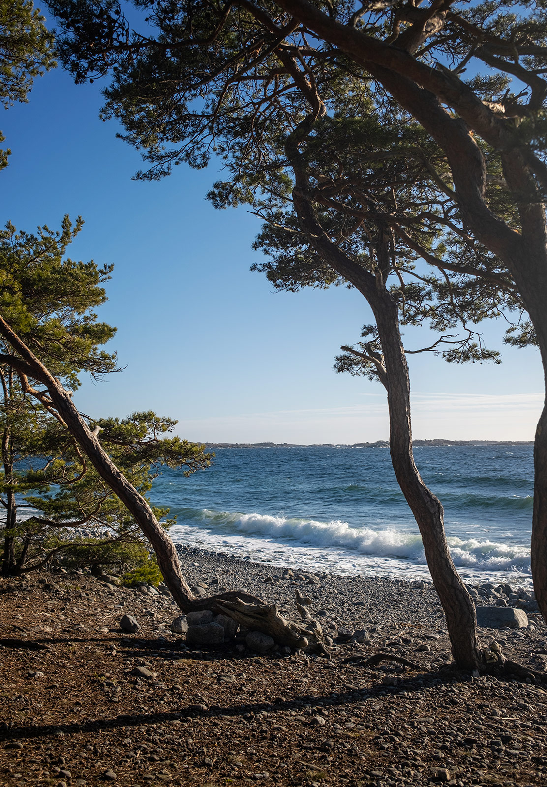 Trees and sea
