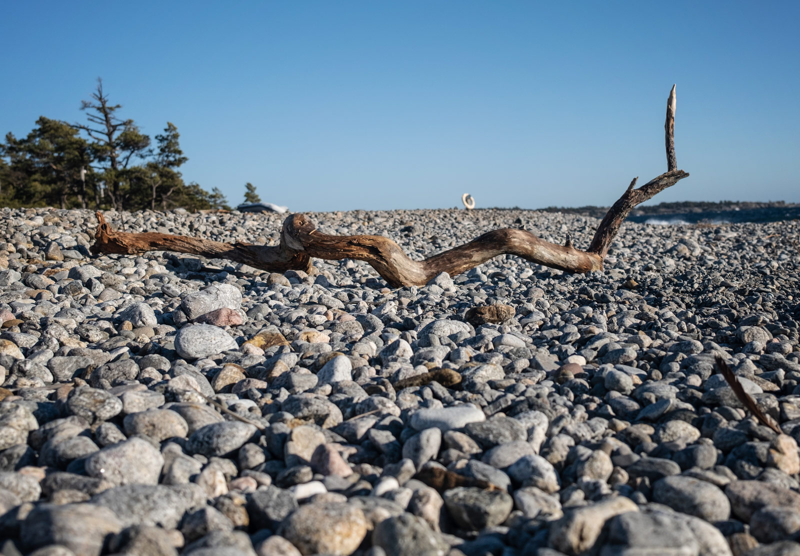 Branch on pebble beach