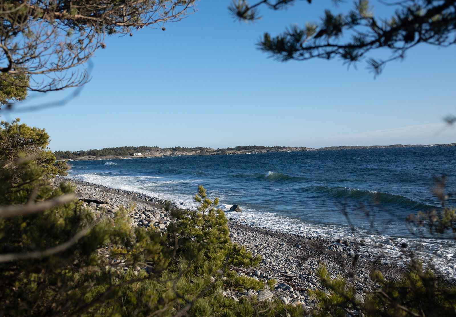 View of sea through trees