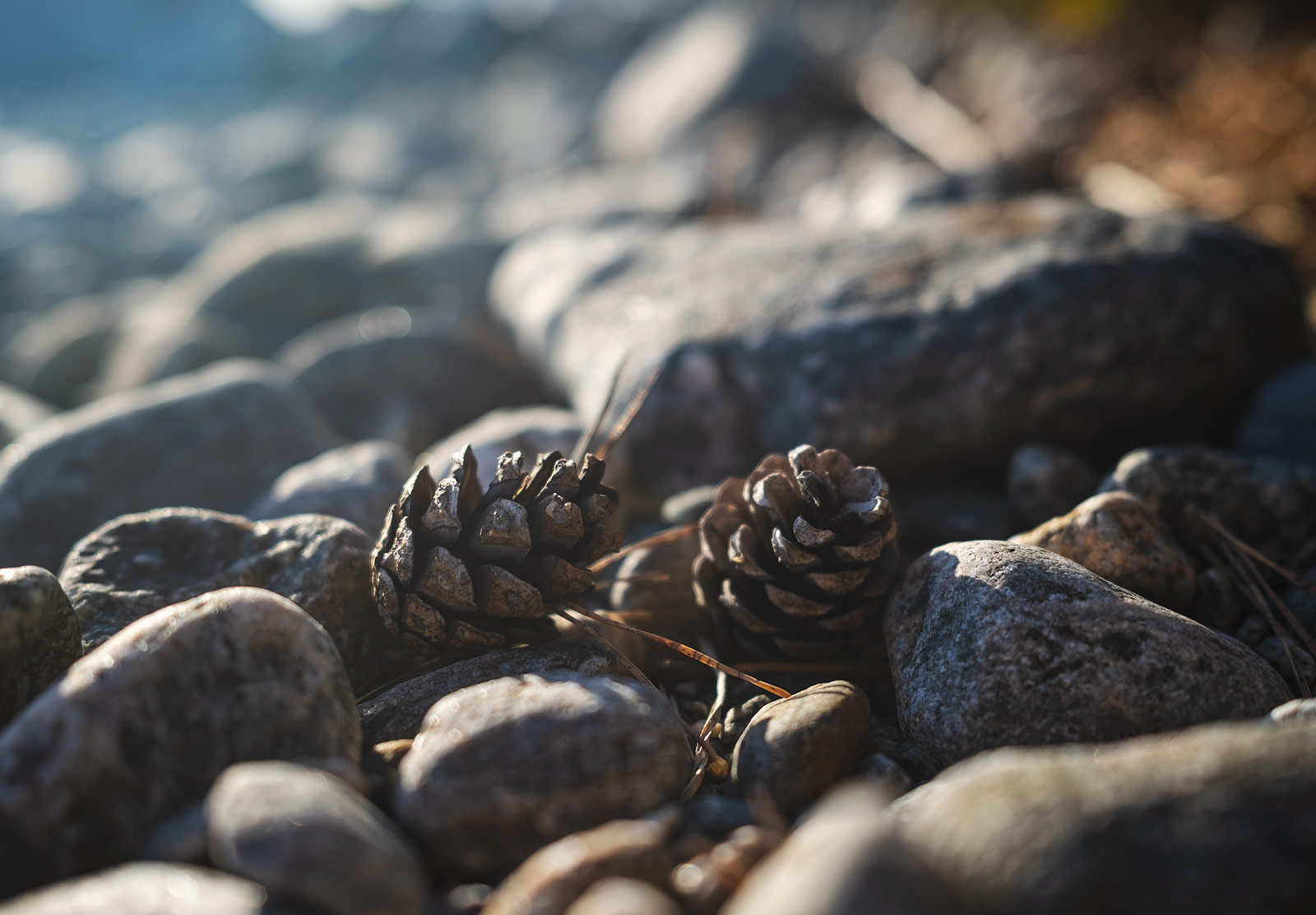 Pinecones on pebble beach