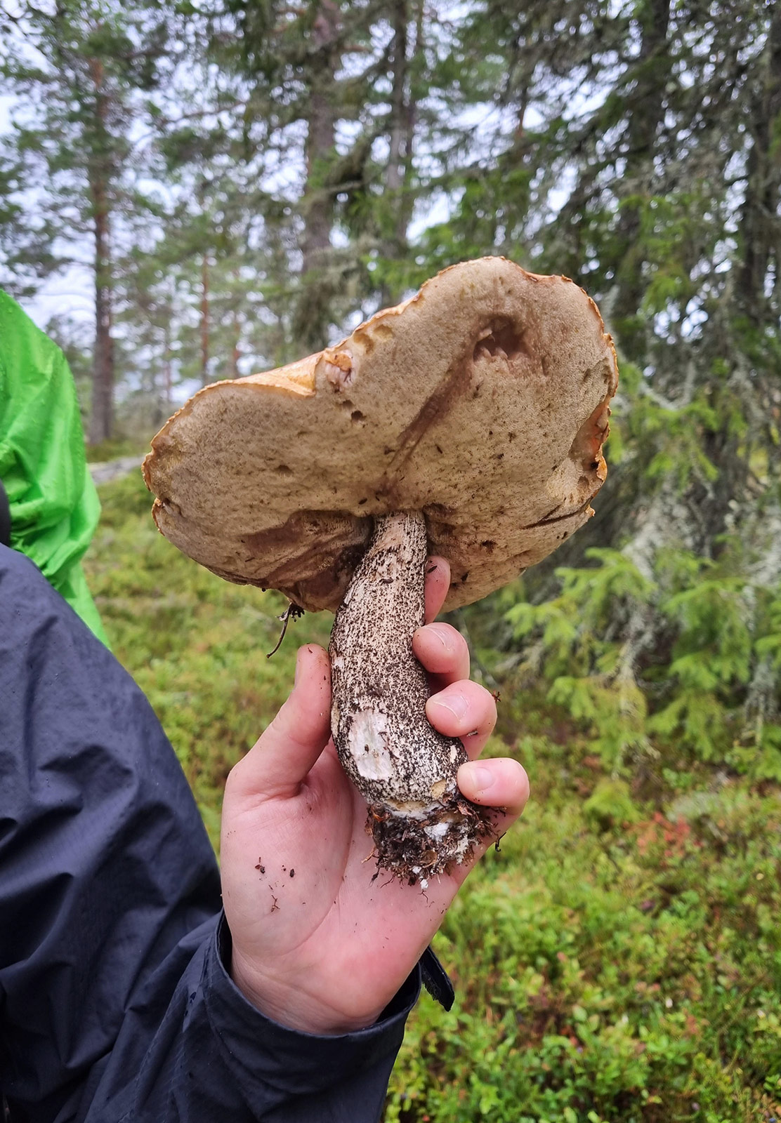 Hand holding big mushroom
