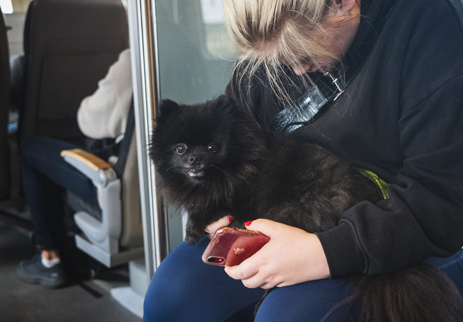 Dog sitting on sleeping owners lap