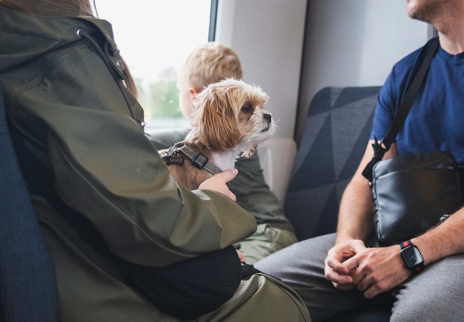 Dog on tram, gazing sideways