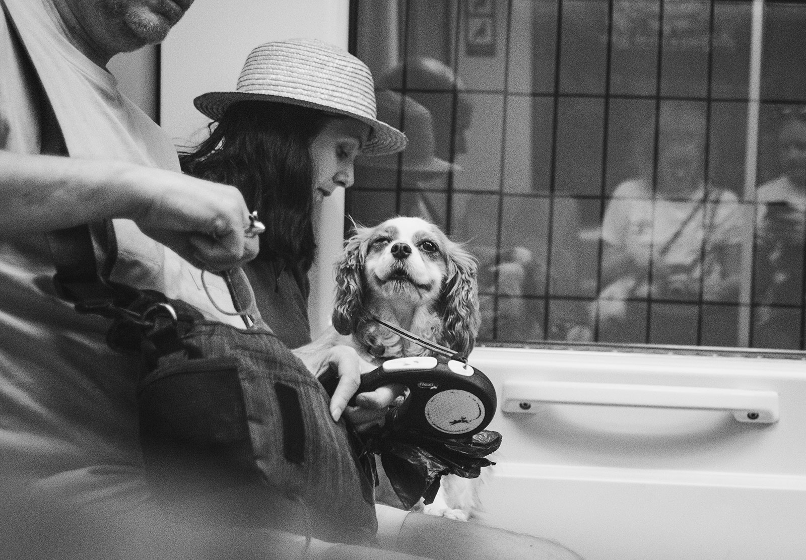 Dog on train, sat on owners lap