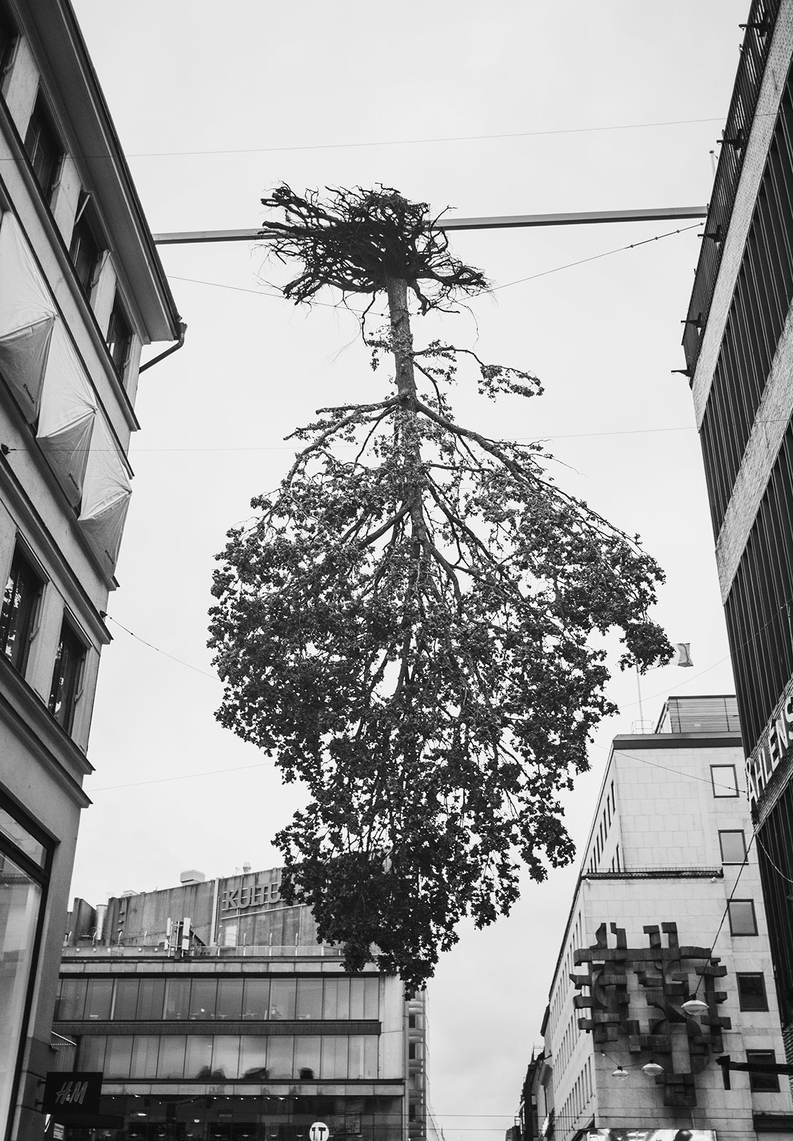 Tree hanging upside down in the air
