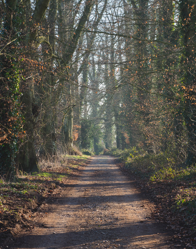Tree lined road in the sun
