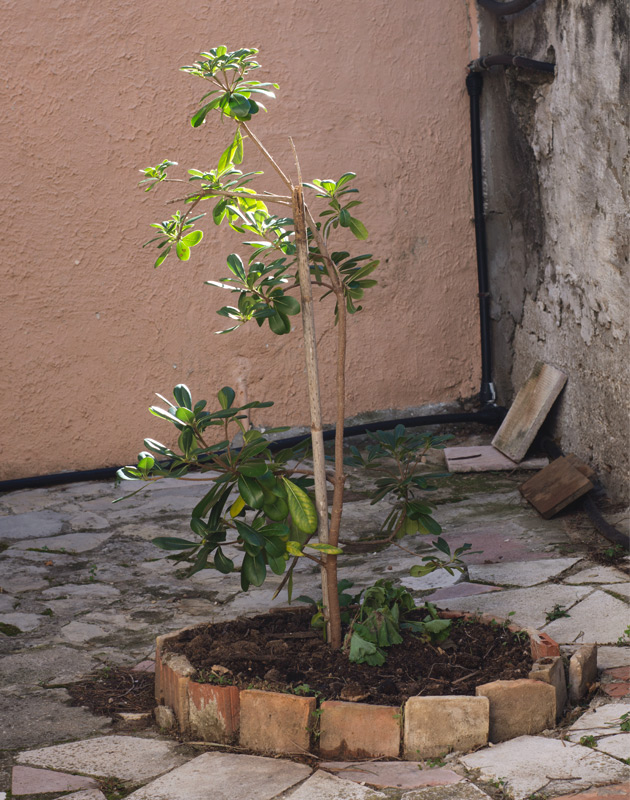 Tree with tiled edge