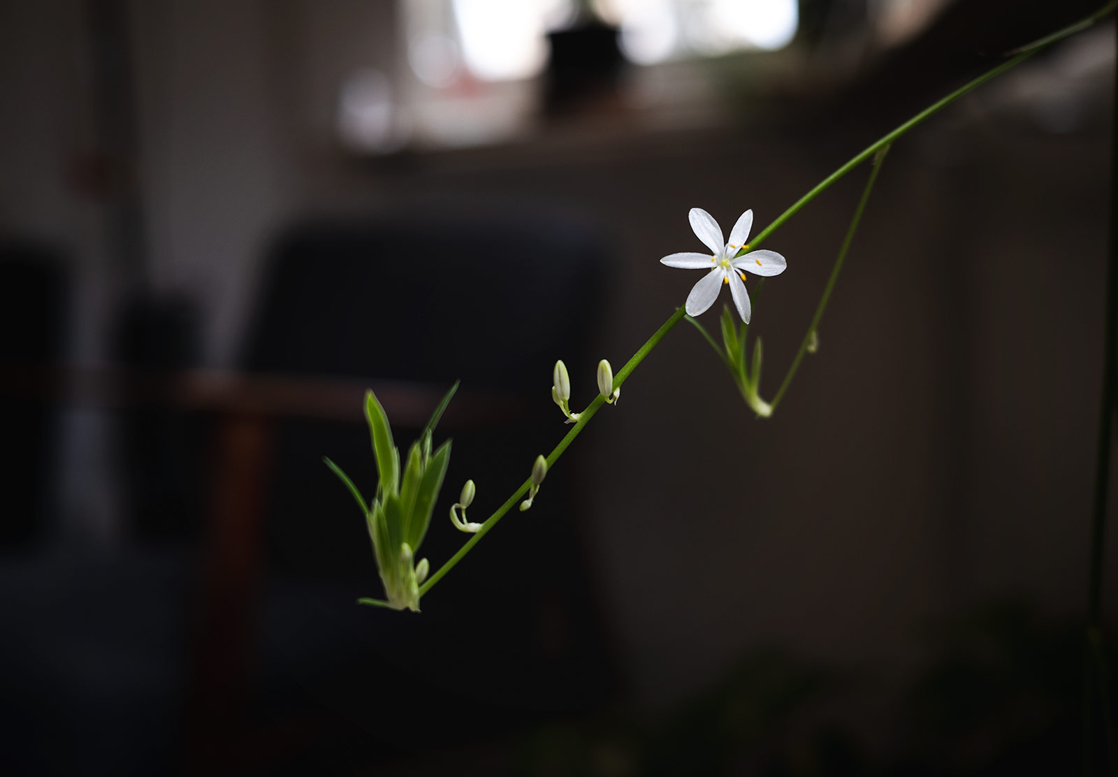 White flower