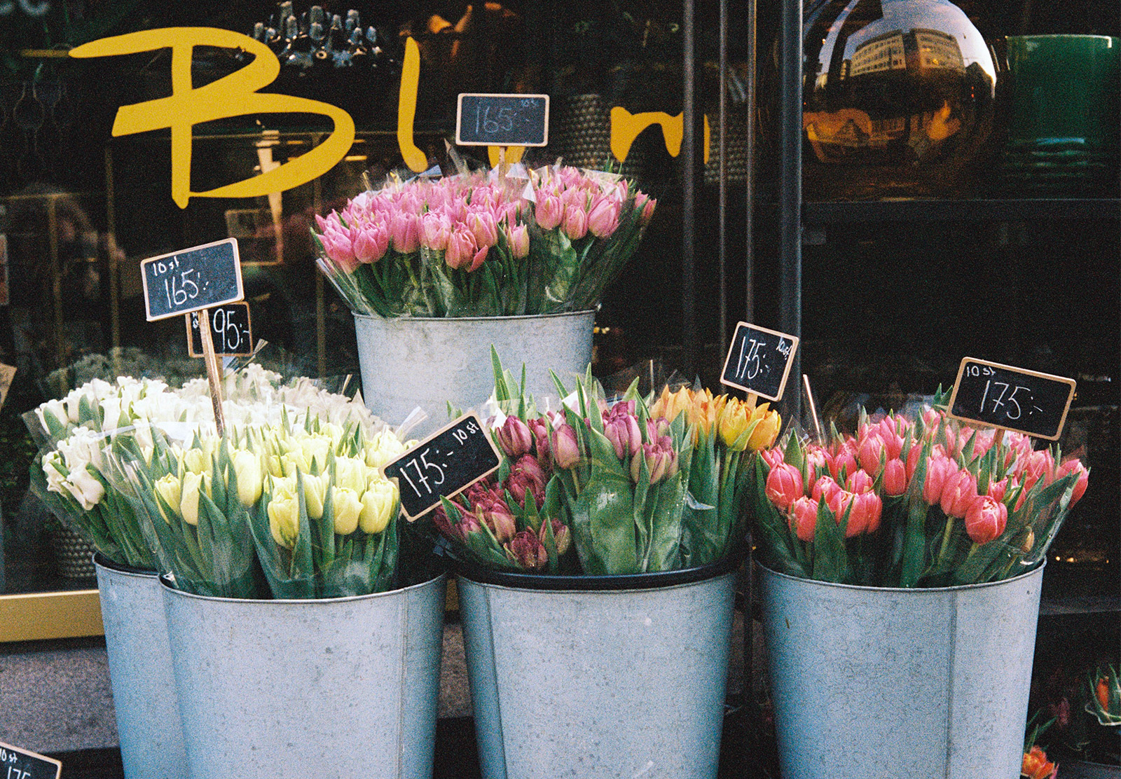 Bucket of tulips