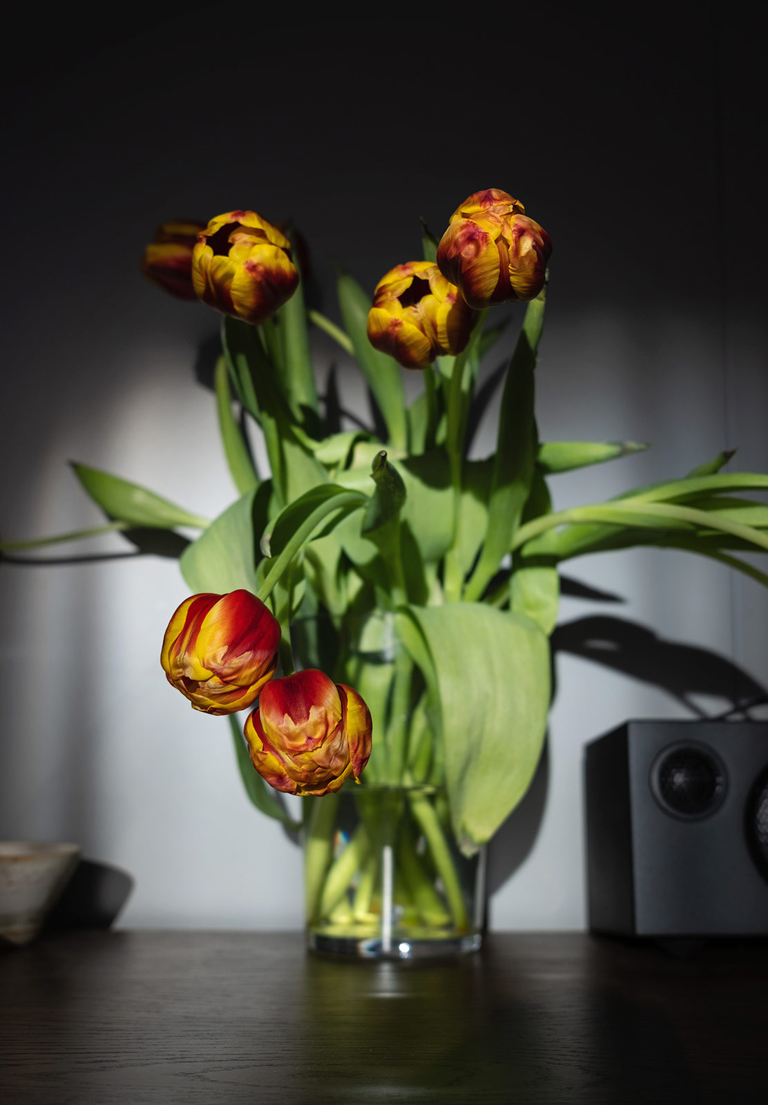 Tulips in the sun