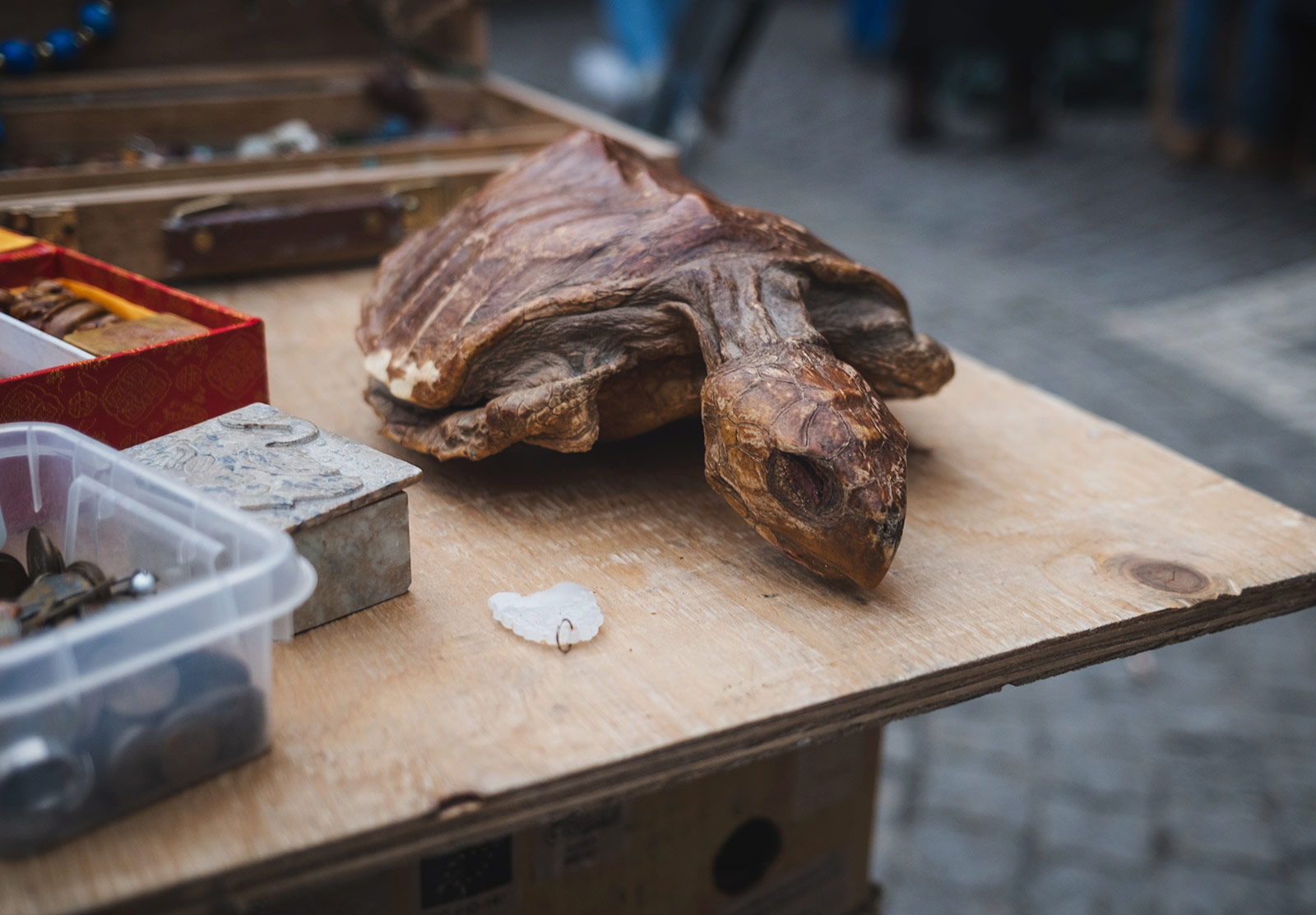 Dried up turtle