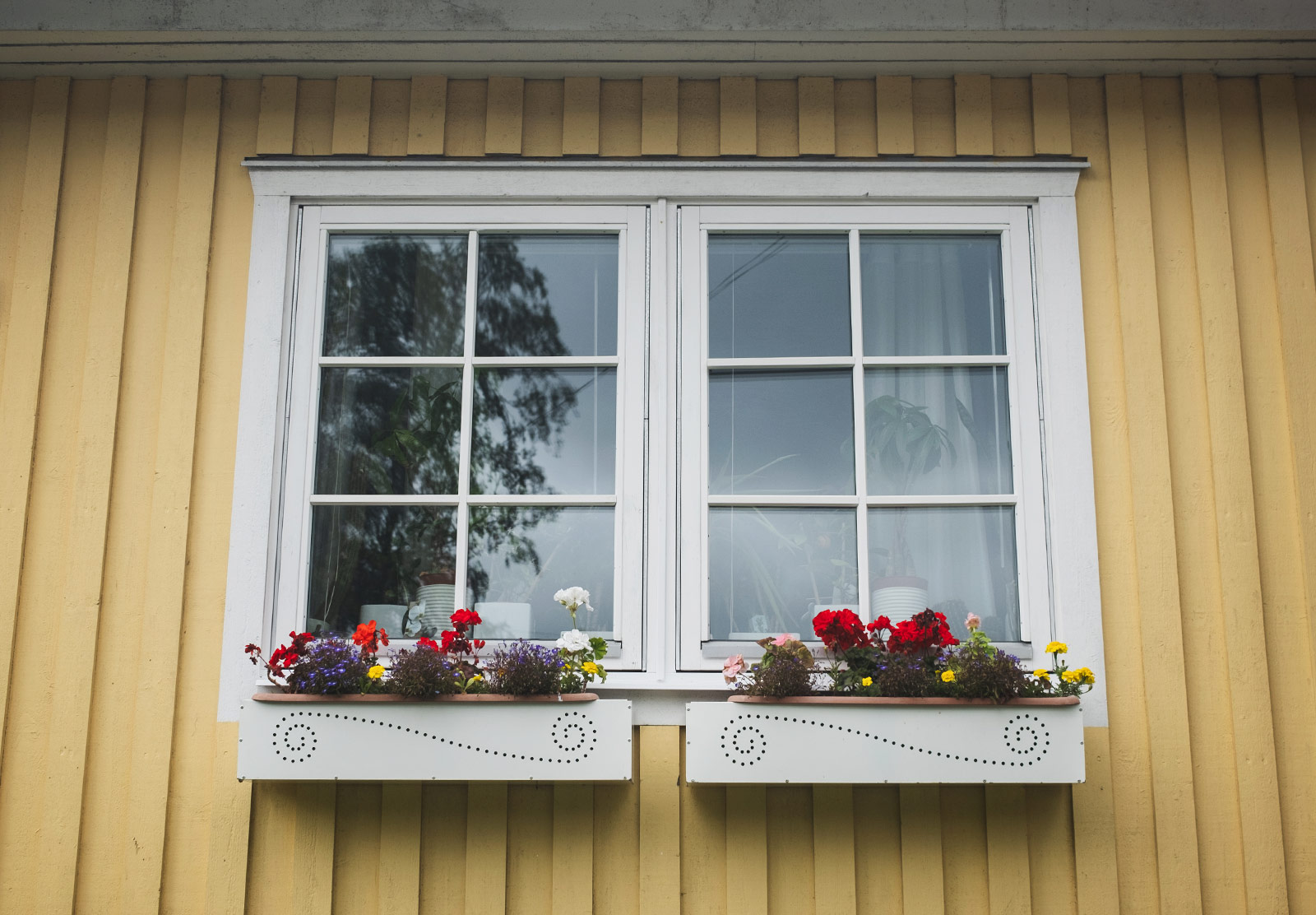 Plants in window boxes