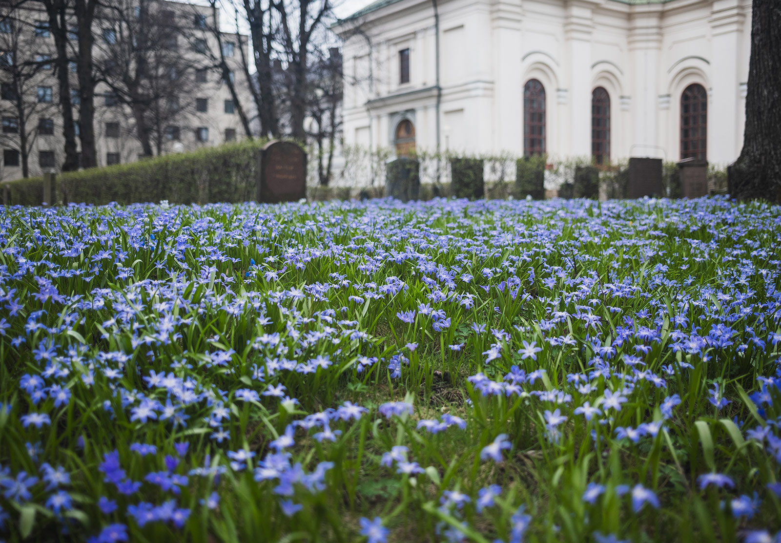 Carpet of flowers in front of church