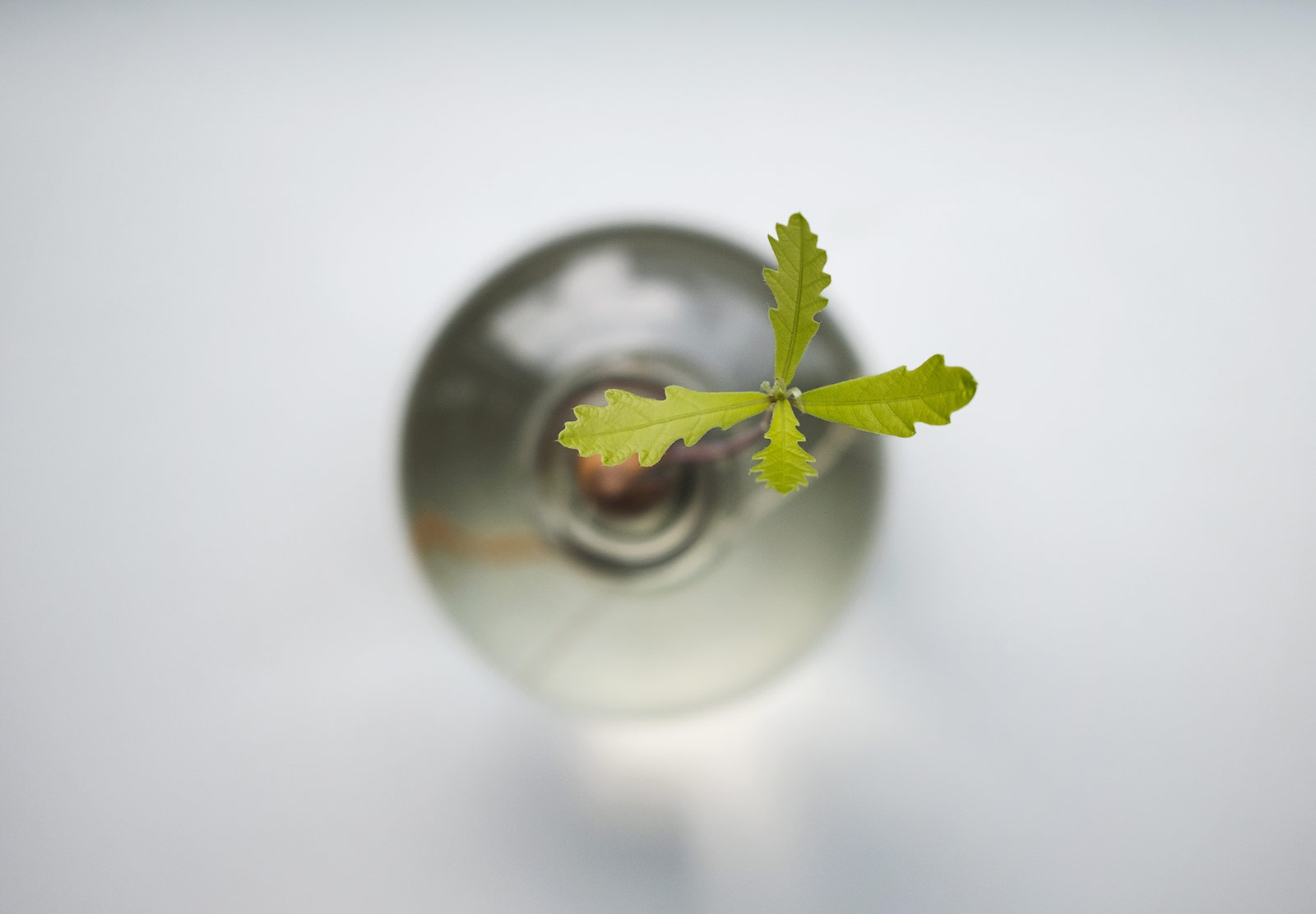 Acorn leaves