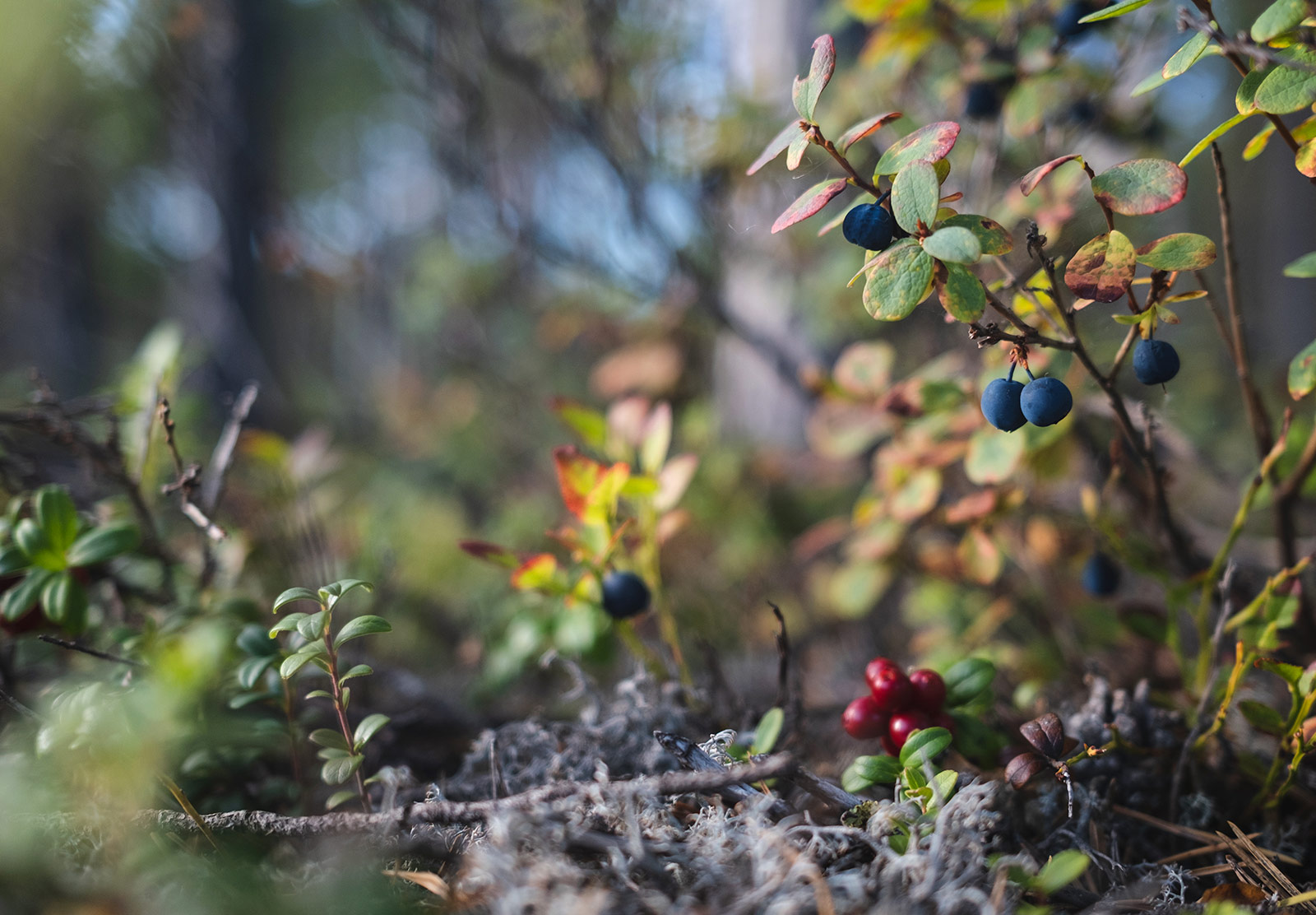 Wild blueberries