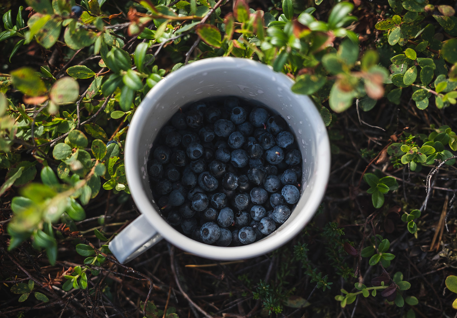 Blueberries in a cup