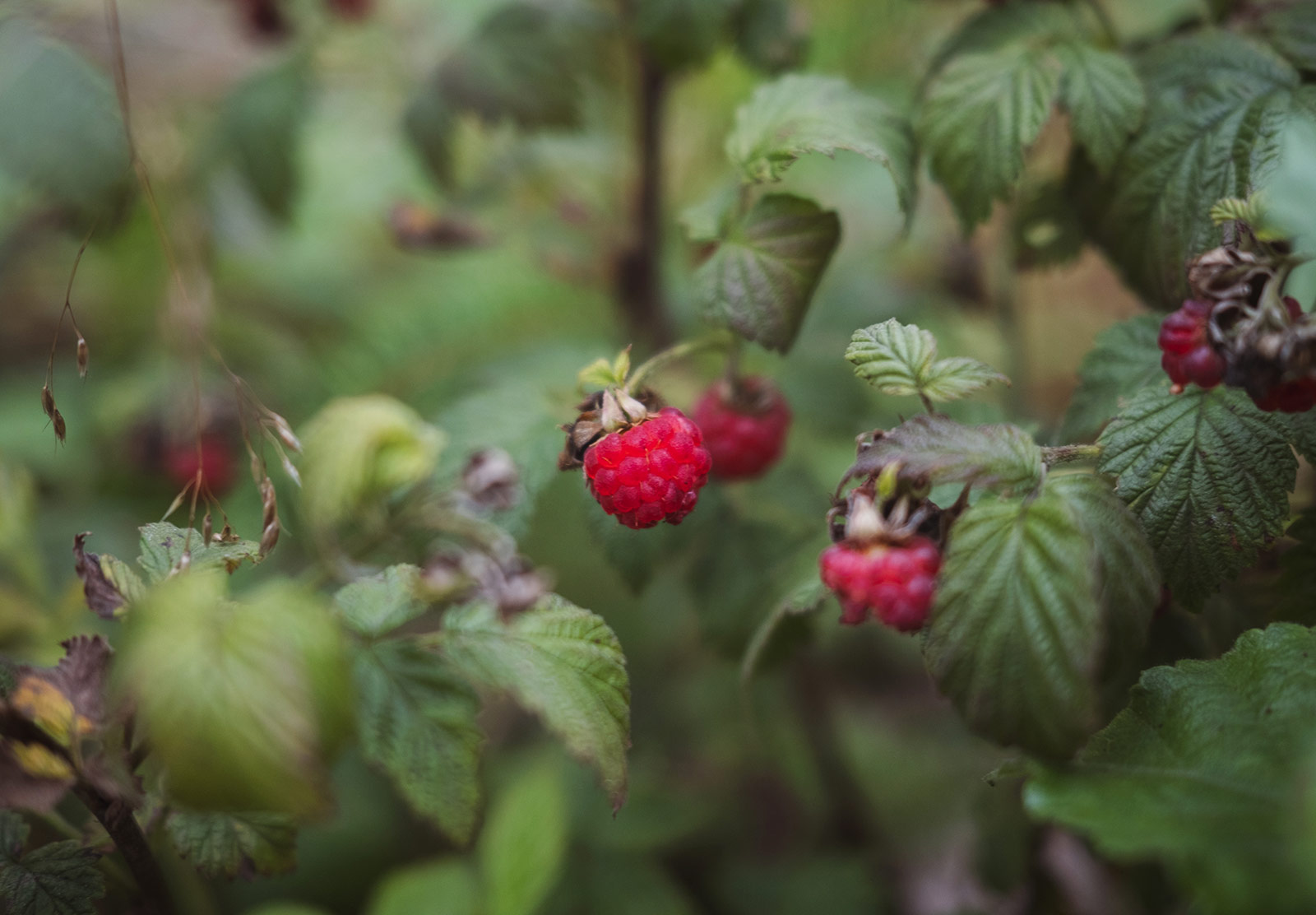 Leaves and red berries