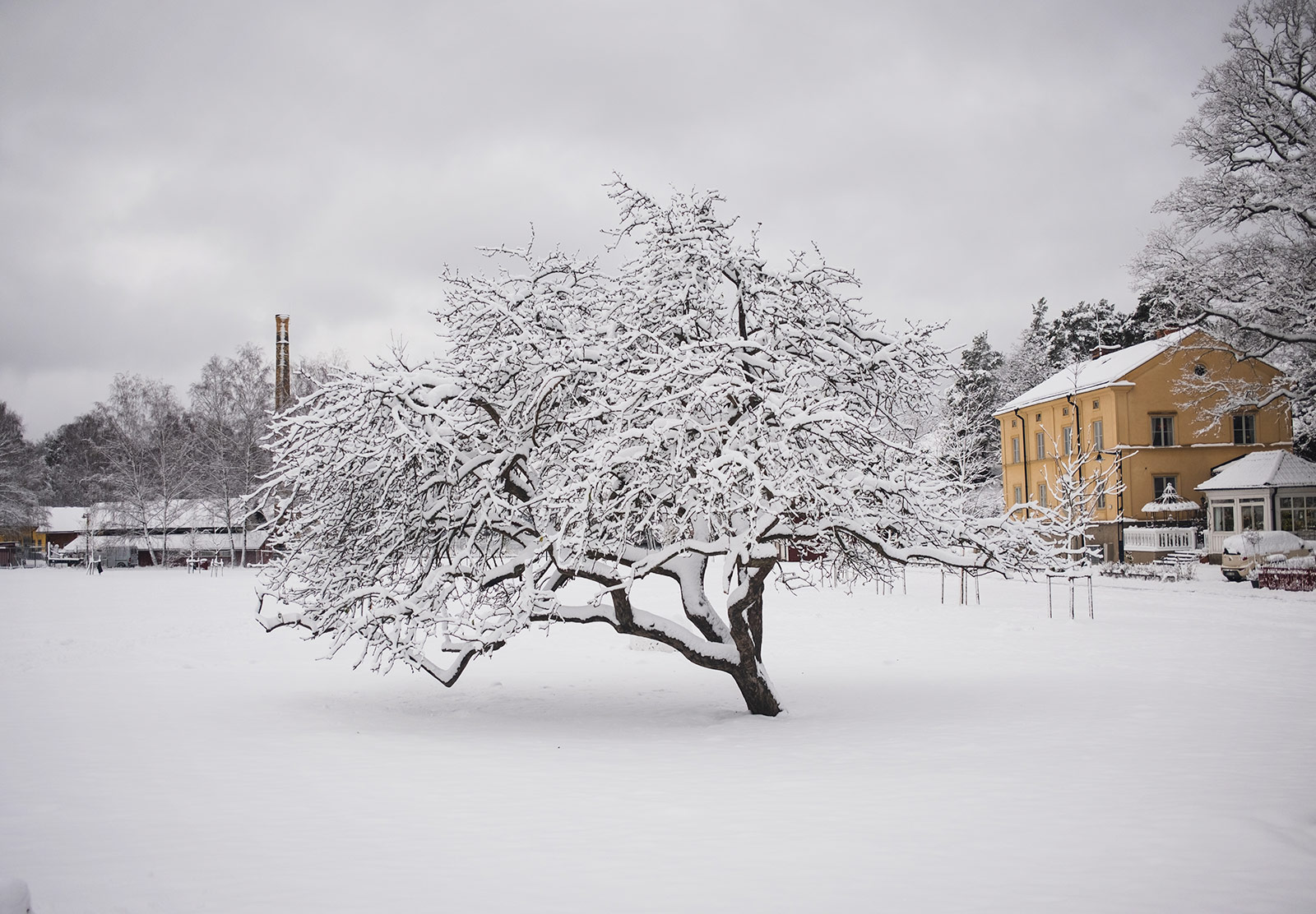 Snow covered tree