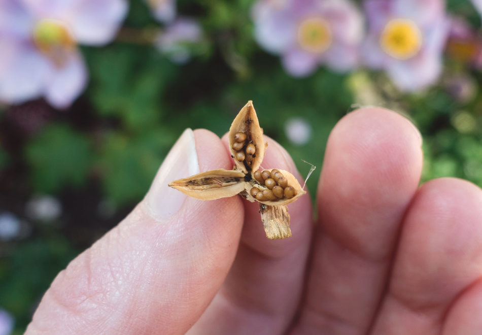 Viola seed head