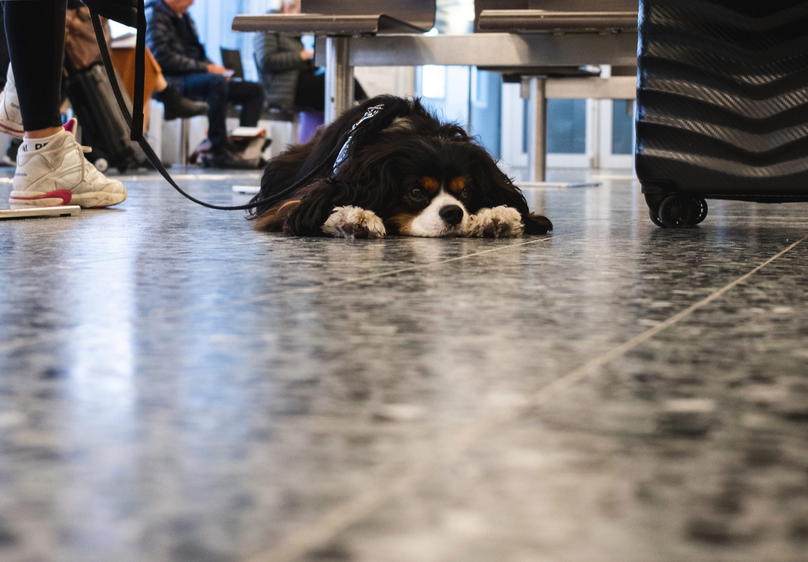 Dog resting its head on the floor