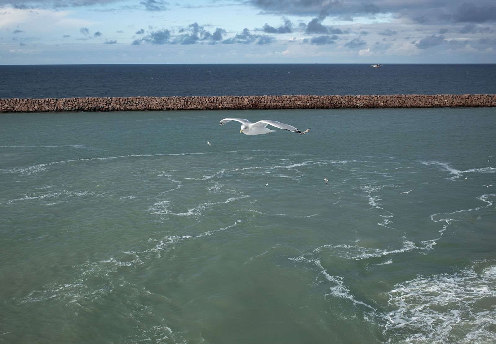 Hovering seagull