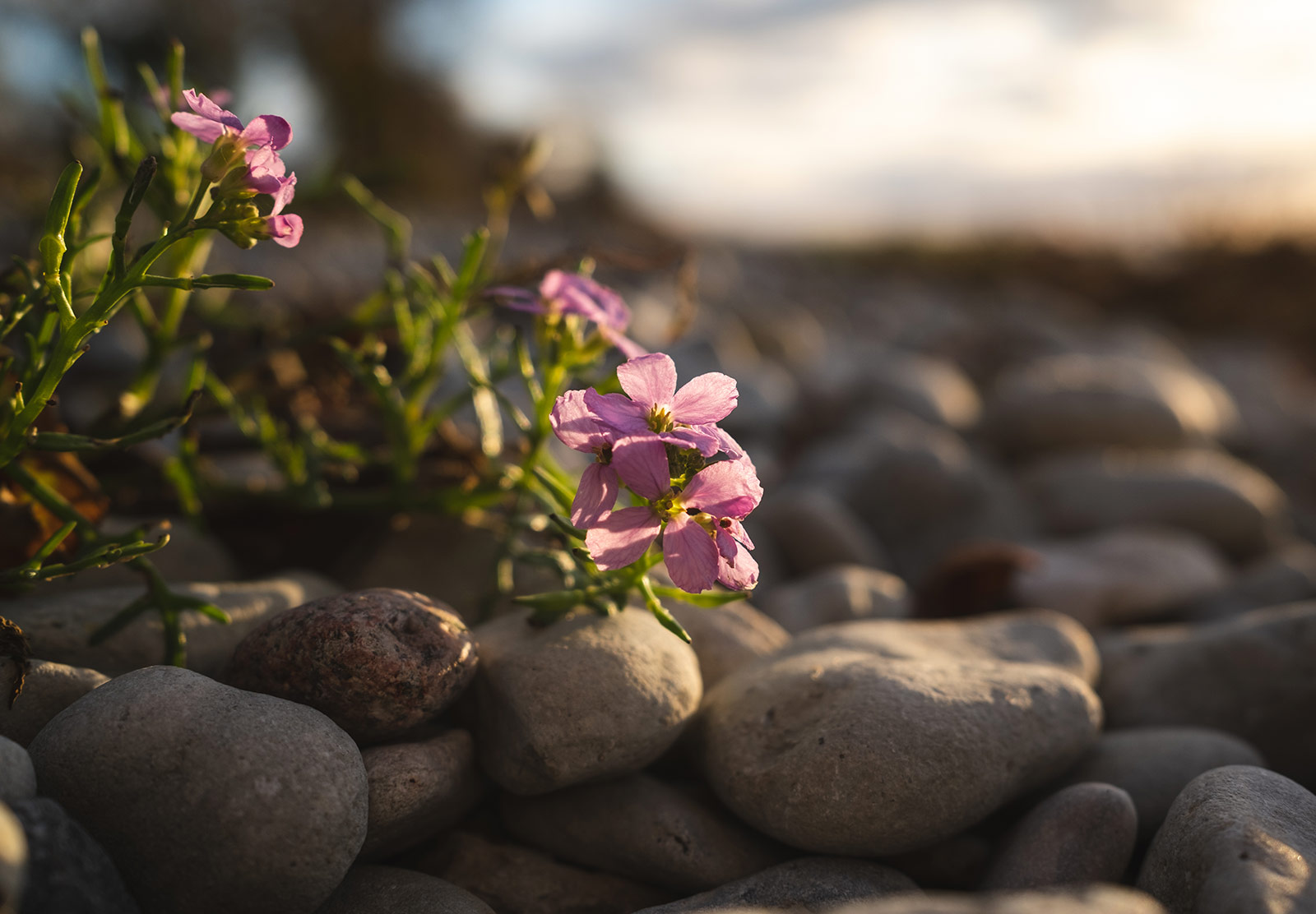 Sun on pink flowers