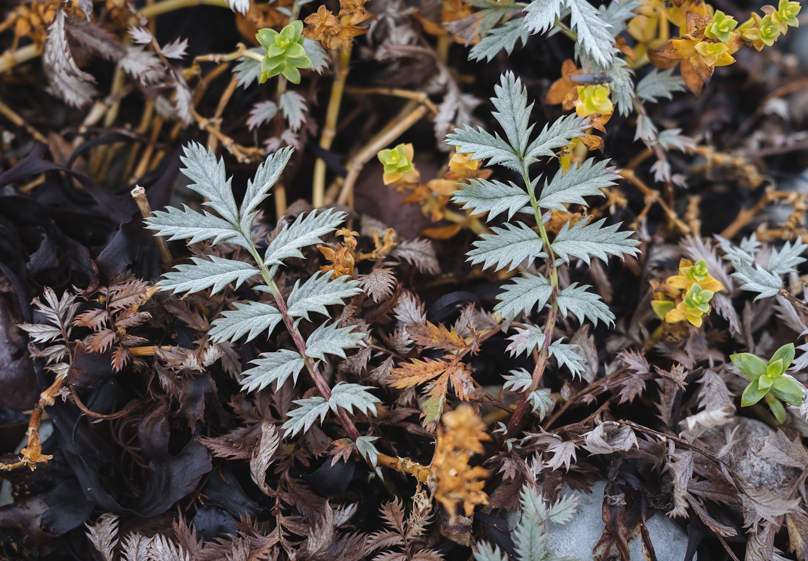 Seaweed and leaves on the beach