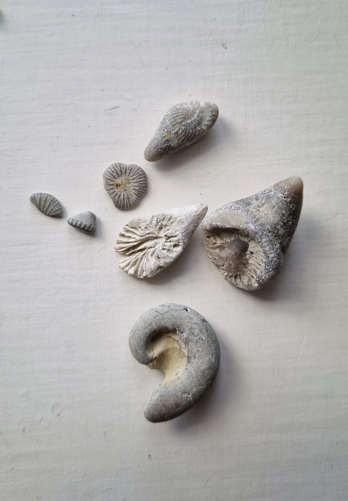 Collection of grey fossils